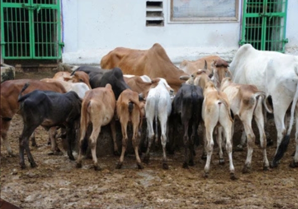 cow1
