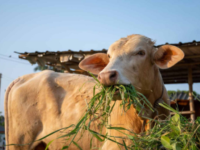 cow8