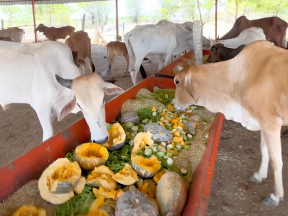 cow7