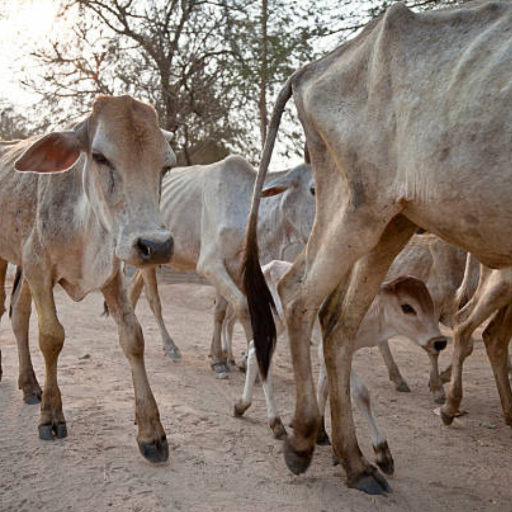 cow11