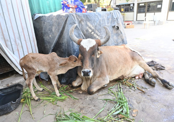 cow2