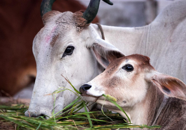 cow12
